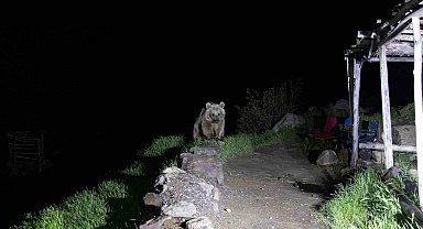Nemrut'un ayıları kış uykusundan uyandı