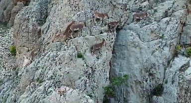 Nesli tükenme altındaki dağ keçileri, Palu Kalesi'nde dronla görüntülendi
