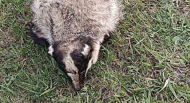 Nesli tükenmekte olan porsuğa araba çarptı