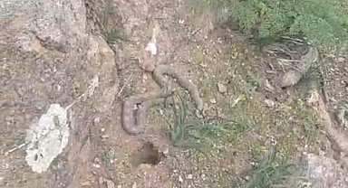 Pancara giden vatandaş çıngıraklı yılanla karşılaştı