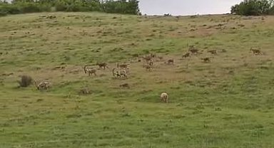 Popülasyondaki artış görüntülere de yansıyor