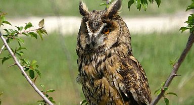 Prof. Dr. Aslan: "Van Gölü Havzası bu yıl çok sayıda göçmen kuşu karşılıyor"