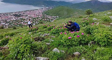 Sadece 20 günlük ömrü olan şakayıklar çiçek açtı