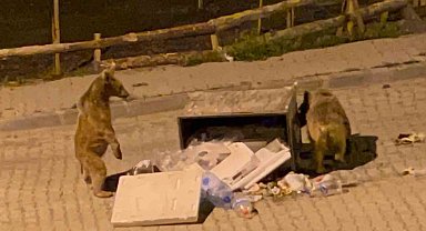 Sarıkamış'ta boz ayılar sokaklarda cirit atıyor