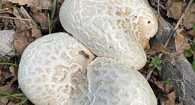 Şemdinli'de mantar bereketi vatandaşın yüzünü güldürdü