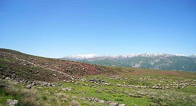 Şenyayla çocuk ve kuzularla şenlendi