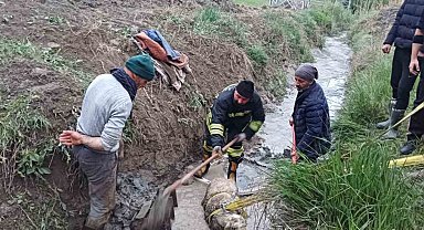 Sulama kanalına düşen koyunu itfaiye kurtardı