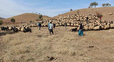 Tarım Müdürlüğü ekipleri, Kemah'ta küpeleme ve aşılama çalışması yaptı