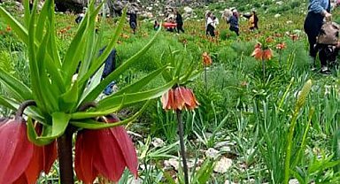 Ters laleler Tunceli dağlarına renk kattı