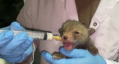 Tilki yavruları koruma altında