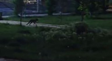 Tilkiler şehir merkezini mesken tuttu