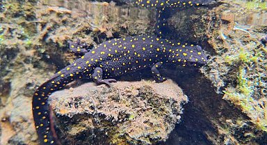 Tunceli'de ilk defa tespit edilmişti, bir alt türü daha görüntülendi
