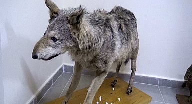 Türkiye'nin canlı ve minarel türleri bu müzede sergileniyor