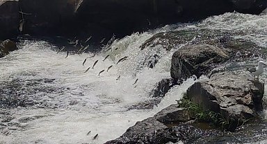 Uçan balıklar izleyenlere görsel şölen sunuyor