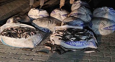 Van'da 1 ton 800 kilo kaçak avlanılan inci kefali ele geçirildi