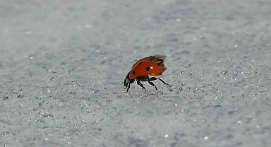 Van'da doğa canlandı, böcekler karın üstüne çıktı