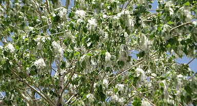 Van'da polen yoğunluğu arttı: Uzmanlardan alerjik hastalığı olanlara uyarı