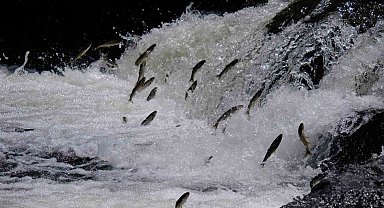 Van'da "11. Uluslararası İnci Kefali Göçü Kültür ve Sanat Festivali" başladı