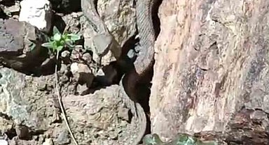 Van'da Türkiye'nin en zehirli yılanı görüldü