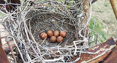 VEDAŞ ekiplerinin kuş yuvası hassasiyeti