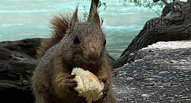 Yanına kadar gelen sincabı elleriyle besledi