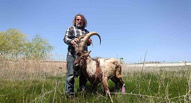 Yaralı halde bulunan yaban keçisi tedavi altına alındı