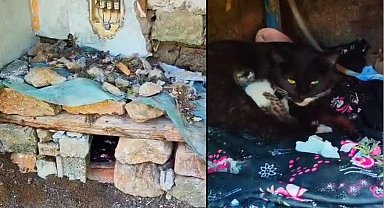 Yeni doğum yapan kediye yuva yaptılar