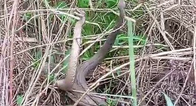 Yılanların dansı görüntülendi