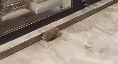 Yolunu şaşıran kirpi kaldırımda dolaştı