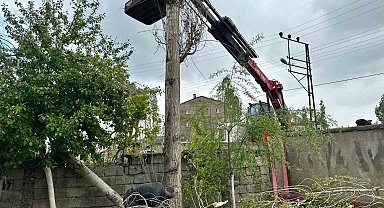 Yüksekova'da polen oluşturan ağaçların kesimine başlandı