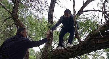 Yuvadan düşen yavru baykuş için seferber oldular