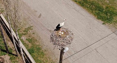 Yuvalarına dönen leylekler kuluçkaya yattı