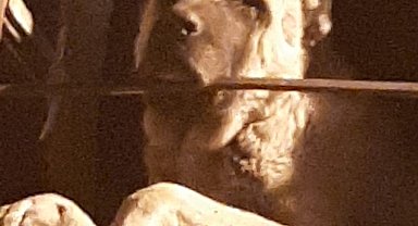 20 gündür kayıp Kangal cinsi köpek harabe binada hapsedilmiş halde bulundu