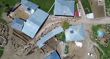 Adilcevaz'da hayvan yetiştiricilerinin zorlu mesaisi