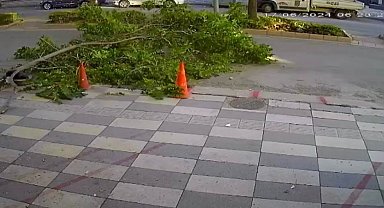 Ağacın kırılan dalı yola devrildi, faciadan dönüldü