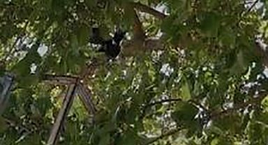 Ağaçta asılı kalan kargayı itfaiye kurtardı