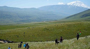 Ağrı Dağı eteklerinde toplanan bitkilerinden aromatik yağlar üretilecek