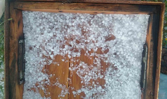 Ağrı'da dolu yağışı ekinlere ve arıcılığa zarar verdi