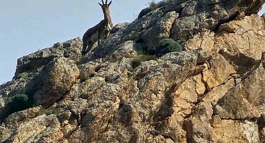 Ağrı'da kayaların usta tırmanıcısı dağ keçisi görüldü