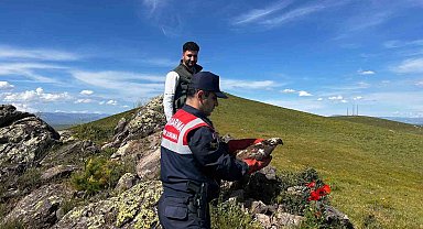 Ağrı'da tedavisi yapılan şahin doğaya salındı