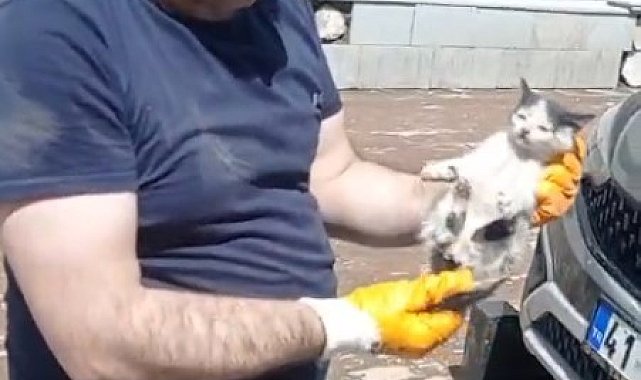 Araç motoruna sıkışan yavru kedi kurtarıldı