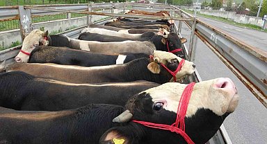 Ardahan'da kurban sevkiyatı sürüyor