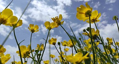 Ardahan'da yağışların ardından doğa renklendi