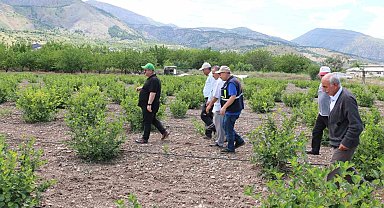 Aronya Erzincan'ı sevdi