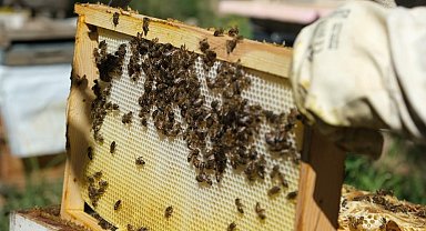 Aşırı sıcaklara karşı arıları koruyun