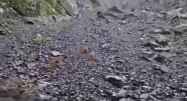 Ayı, motosikletli vatandaşları böyle kovaladı