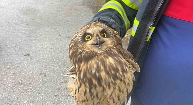 Bahçe çitine sıkışan baykuş kurtarıldı