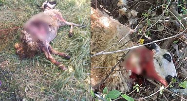 Başıboş köpekler kurbanlık koyunları telef etti