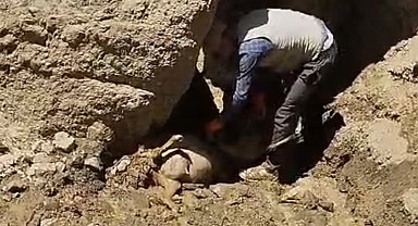 Başkale'de uçuruma atlayan 28 koyun telef oldu