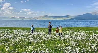 Bembeyaz papatya tarlası fotoğrafçıların gözdesi